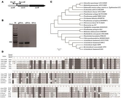 Local Repressor AcrR Regulates AcrAB Efflux Pump Required for Biofilm Formation and Virulence in Acinetobacter nosocomialis